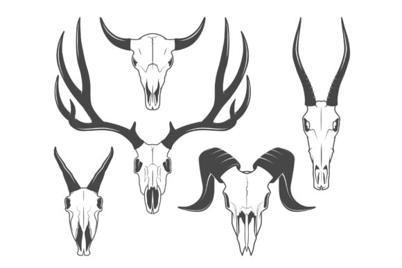 Animal Skulls: Exploring Nature's Intricate Designs